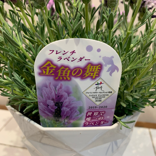 希少❗️ラベンダー❤️金魚の舞 5号鉢 多肉植物 Garden_couleur 通販