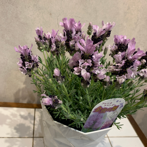 希少❗️ラベンダー❤️金魚の舞 5号鉢 多肉植物 Garden_couleur 通販