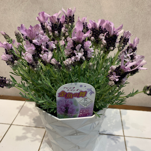 希少❗️ラベンダー❤️金魚の舞 5号鉢 多肉植物 Garden_couleur 通販