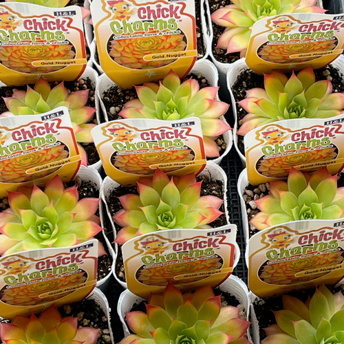 センペルビウム ゴールドナゲットタグ付き 多肉植物 Obesa 通販