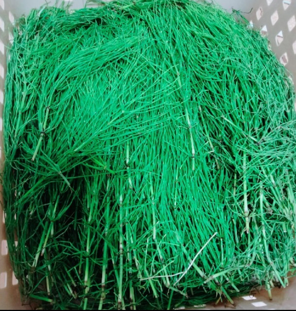 よもぎ蒸し屋の乾燥スギナ　100g カット済 1枚目の画像