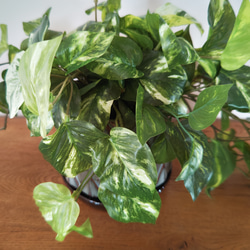 フェイクグリーンの鉢植え(ポトス) ／ブルーグレイ＆ブラウン陶器  ／人工観葉植物 2枚目の画像
