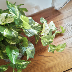 フェイクグリーンの鉢植え(ポトス) ／ブルーグレイ＆ブラウン陶器  ／人工観葉植物 3枚目の画像