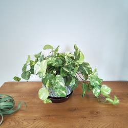 フェイクグリーンの鉢植え(ポトス) ／ブルーグレイ＆ブラウン陶器  ／人工観葉植物 7枚目の画像