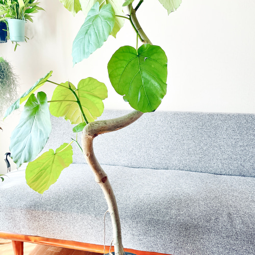 大切なウンベラータ Lサイズ 観葉植物 calm cafe 大切なウンベラータ Lサイズ 観葉植物 calm cafe