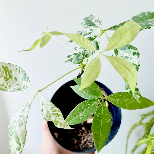 希少】パキラ ミルキーウェイ 実生 新芽 観葉植物　579 希少】パキラ ミルキーウェイ 実生 新芽 観葉植物 579 - メルカリ