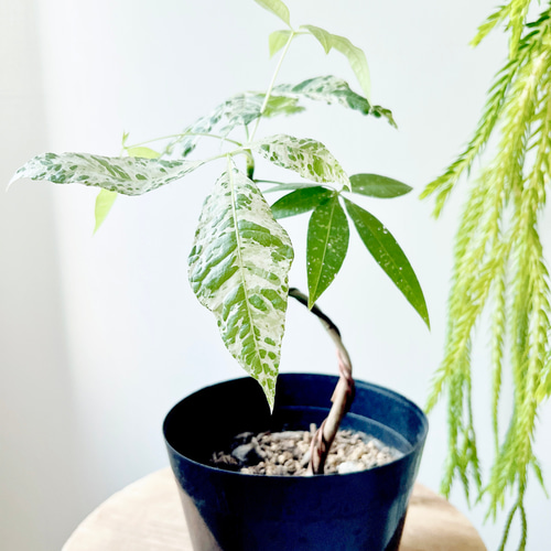 パキラ ミルキーウェイ 5号 9 送料無料 パキラ・ミルキーウェイ 5号