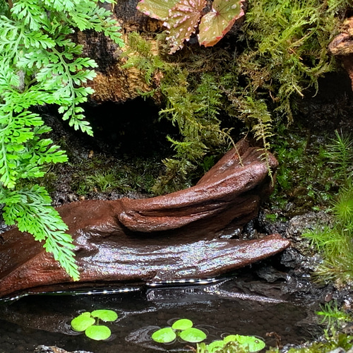 61 イモリウム カエルリウム 苔アート 苔テラリウム 送料込み