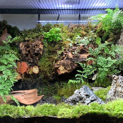 61 イモリウム カエルリウム 苔アート 苔テラリウム 送料込み