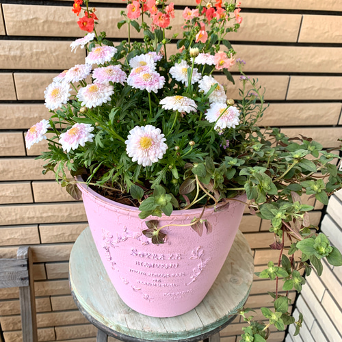 送料無料 非冷凍品同梱不可 シックな鉢にピンクな寄せ植え♡ | vendee