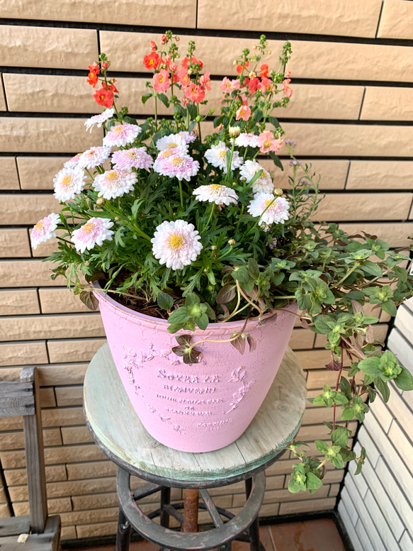 ピンクの鉢に八重咲きマーガレット白モモコの寄せ植え♪ アート