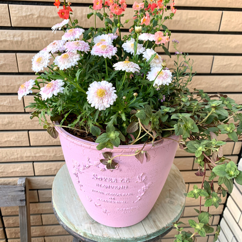 ピンクの鉢に八重咲きマーガレット白モモコの寄せ植え♪ アート