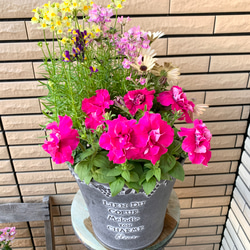 油絵　専用　ペチュニアが咲く寄せ植え　大キャンバス 油絵 専用 ペチュニアが咲く寄せ植え 大キャンバス