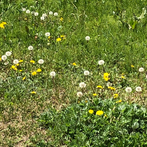 特価】たんぽぽの綿毛 10輪 ＊ 加工済み ふわふわ 天然素材 タンポポ