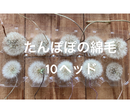 【専用】たんぽぽの綿毛 60輪 ＊ 加工済み ふわふわ天然素材 ドライフラワー a3d0b1ac788e95e6e8515ba9abcf94