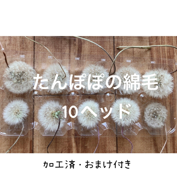 特価】たんぽぽの綿毛 10輪 ＊ 加工済み ふわふわ 天然素材 タンポポ