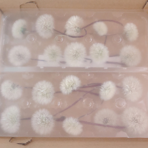 特価】たんぽぽの綿毛 10輪 ＊ 加工済み ふわふわ 天然素材 タンポポ