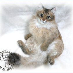 【我小孩的訂單】羊毛氈貓狗寵物蘇格蘭布偶貓拉格瑪芬挪威扇子 第5張的照片