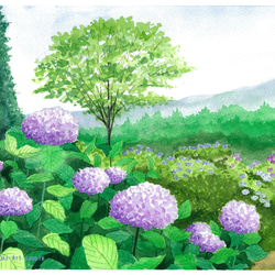 「紫陽花の咲く公園」透明水彩画　原画　風景画　額縁付　F4サイズ 3枚目の画像