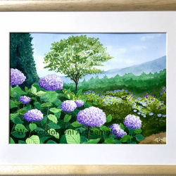 「紫陽花の咲く公園」透明水彩画　原画　風景画　額縁付　F4サイズ 1枚目の画像
