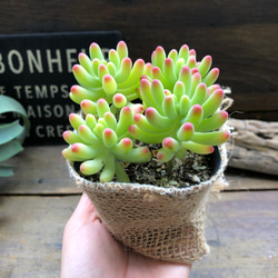 乙女心♡ぽっぺピンク♡多肉植物♡セダム 4枚目の画像