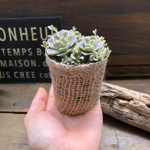 斑入り子持ち蓮華♡ミニサイズ♡子持ち蓮華錦♡多肉植物♡ アート