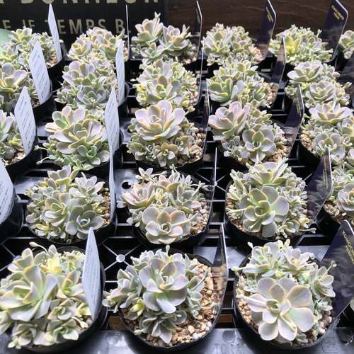 多肉植物 子持ち蓮華錦 子持ち蓮華錦☆多肉植物 その他素材 プクニク 通販 7424935｜Creema