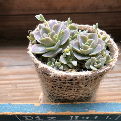 斑入り子持ち蓮華♡ミニサイズ♡子持ち蓮華錦♡多肉植物♡ アート