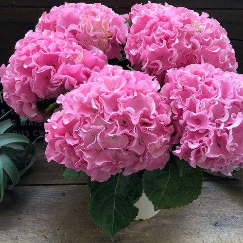 最新品種♡ふるふる♡ピンク♡アジサイ♡紫陽花♡直送 アートフラワー