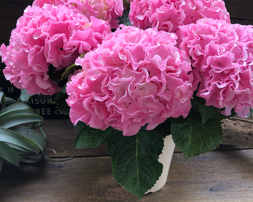 最新品種♡ふるふる♡ピンク♡アジサイ♡紫陽花♡直送 アートフラワー