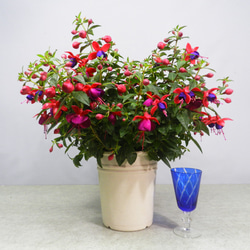 ✨美品☆生花鉢、華道家、価値ある華鉢！