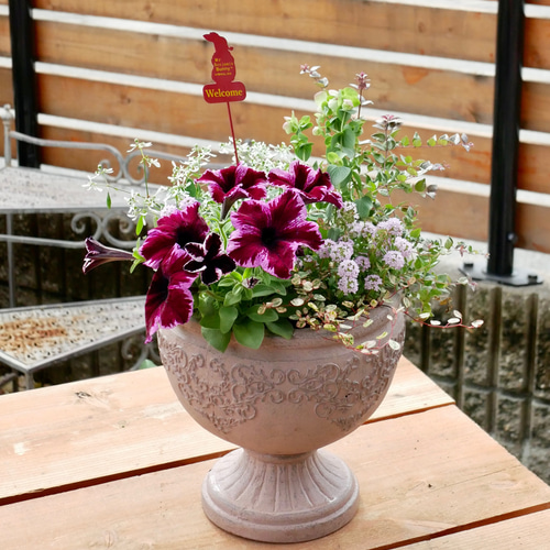 華やかな花びらが魅力 ペチュニア 流れ星 秋まで楽しめる 寄せ植え