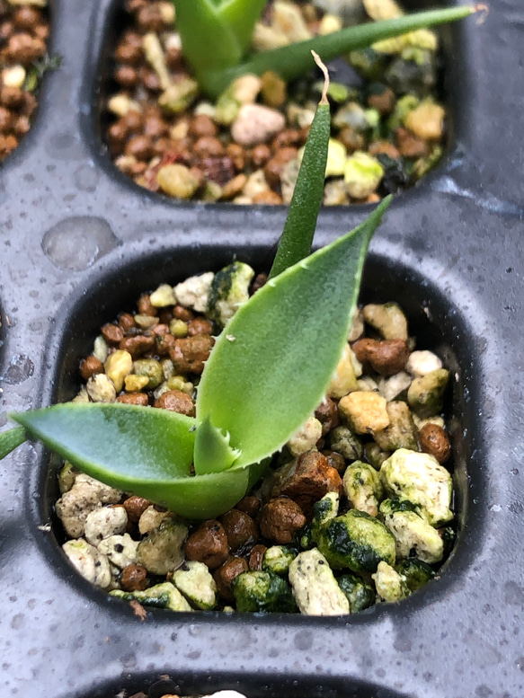 アガベ エボリスピナ実生 アガベ ユタエンシス エボリスピナ実生5年目