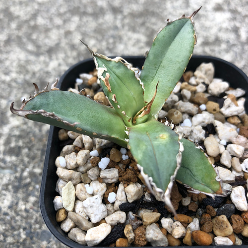 アガベフィリグリー台湾産