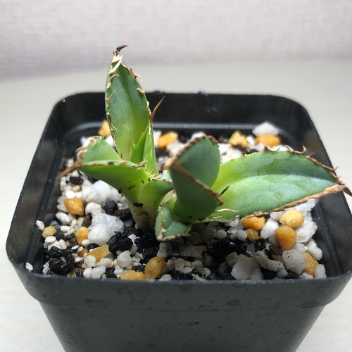 アガベ チタノタ FO-076 2頭 多肉植物 SAWAFARM 通販 15773322｜Creema