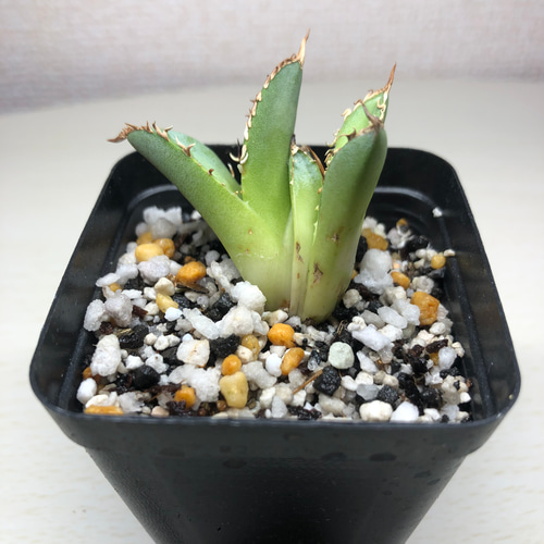 アガベ チタノタ FO-076 2頭 多肉植物 SAWAFARM 通販 15773322｜Creema