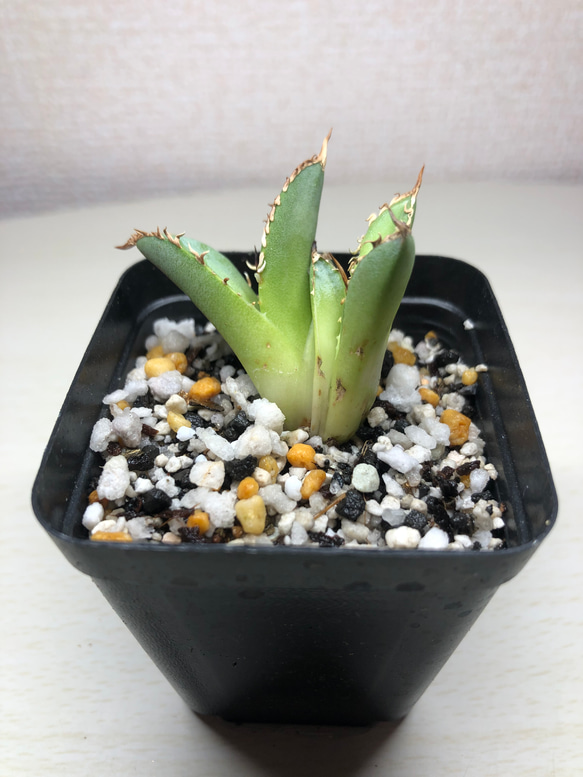 アガベ チタノタ FO-076 2頭 多肉植物 SAWAFARM 通販 15773322