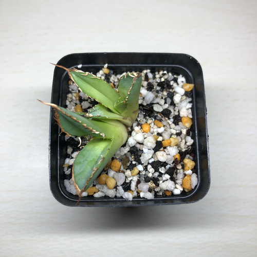 アガベ チタノタ FO-076 2頭 多肉植物 SAWAFARM 通販 15773322｜Creema
