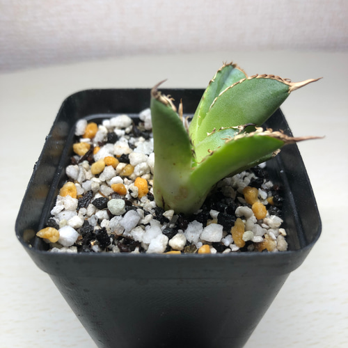 lize シーザー caesar ダブルヘッド オテロイ チタノタ アガベ 【公式