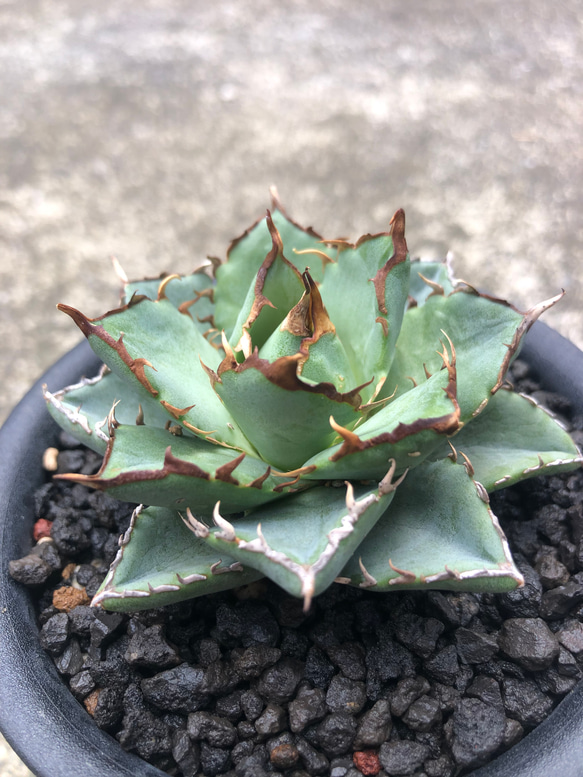 アガベ】台湾 フィリグリー アガベ 台湾産 フィリグリー 強鋸歯 多肉