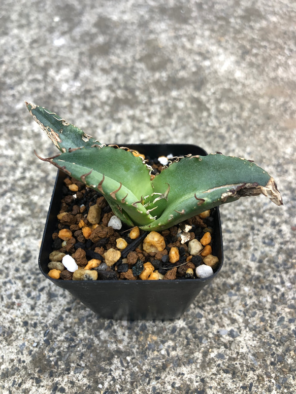台湾産 アガベ チタノタ 白鯨 多肉植物 SAWAFARM 通販 15773451