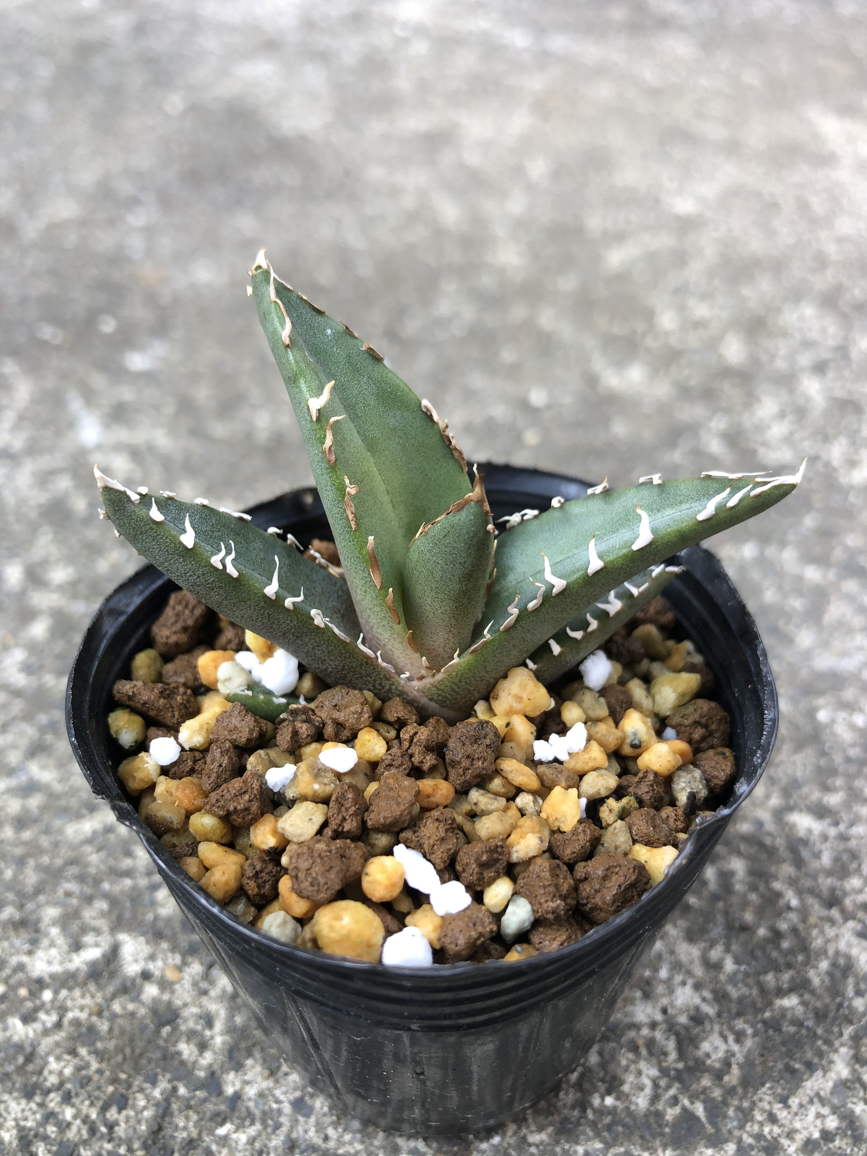 楽天市場】観葉植物/アガベ：オテロイ イラン産（チタノタ FO