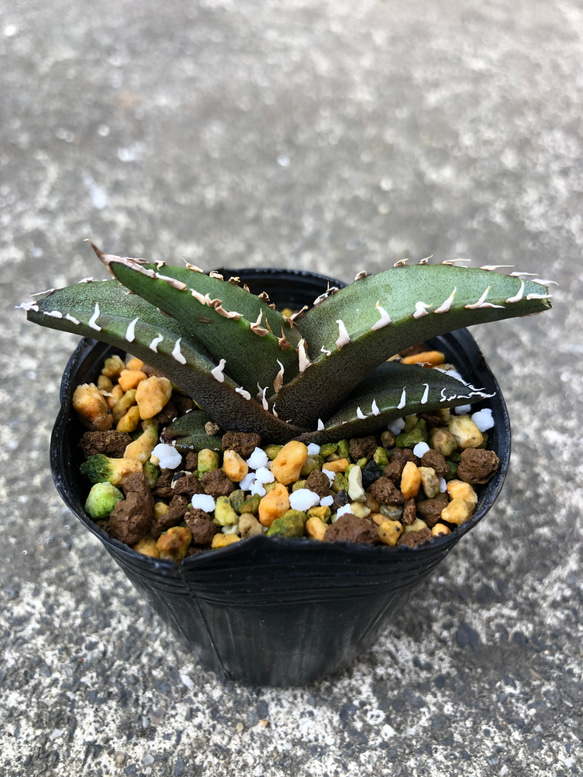 アガベ チタノタ メキシコ産 オテロイ 多肉植物 SAWAFARM 通販