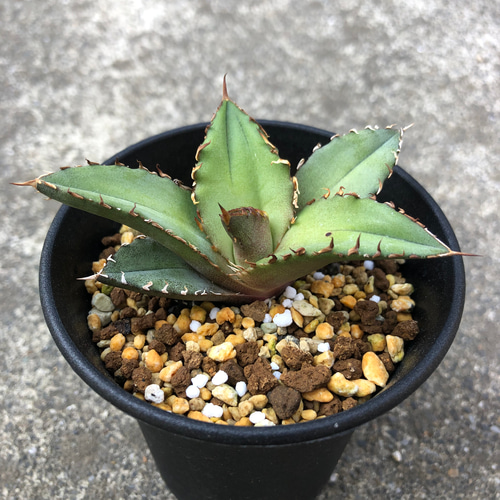 台湾産 アガベ チタノタ 姫厳龍 多肉植物 SAWAFARM 通販 15773627 