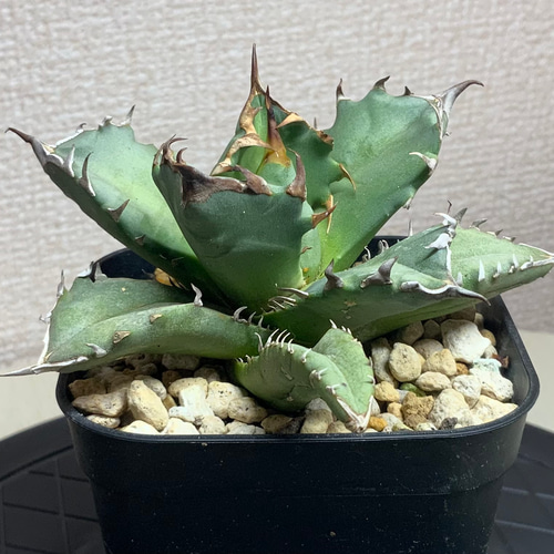 台湾産 アガベ チタノタ 姫厳龍 多肉植物 SAWAFARM 通販 15773652 