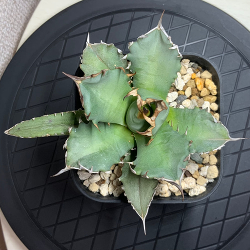 台湾産 アガベ チタノタ 姫厳龍 多肉植物 SAWAFARM 通販 15773652 