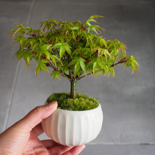 清姫｜もみじ｜盆栽｜紅葉 盆栽 bonsaikiki 通販 15774276｜Creema