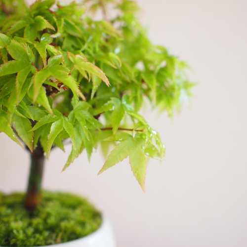 三河盆栽 清姫モミジ 盆栽 清姫｜もみじ｜盆栽｜紅葉 盆栽 bonsaikiki