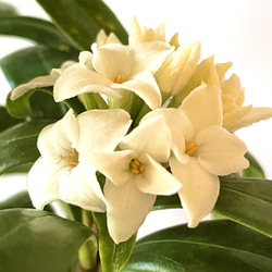 香りを愛でる【白花沈丁花】 6枚目の画像