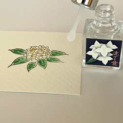 香りを愛でる【白花沈丁花】 3枚目の画像